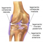 legamenti del ginocchio.jpg