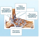 anatomia_caviglia1.jpg