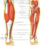 muscoli gambe.jpg